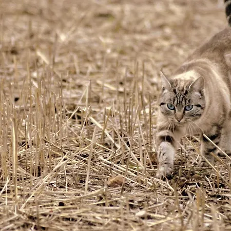 Frühstückspension Domaine Pastel