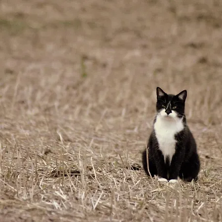 Frühstückspension Domaine Pastel